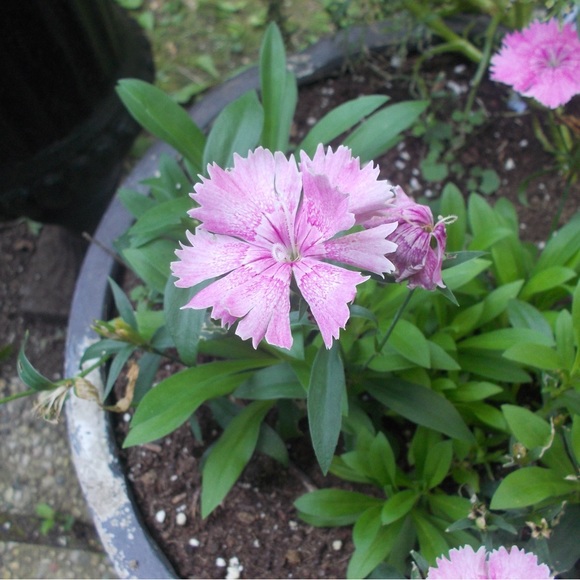 HOST PICK! Only 1 left! Olympus fe-45 10 MP. 3x optical zoom. - Picture 11 of 11